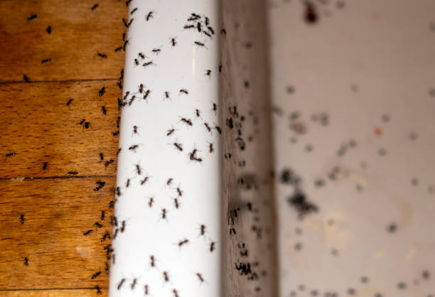 Best Flea Control Services  in Woodburn, OR