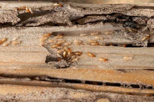 Best Bed Bug Extermination  in Woodburn, OR