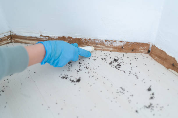 Best Pest Inspection Near Me  in Woodburn, OR